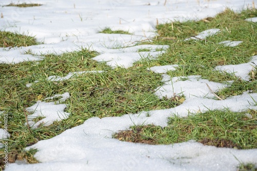Lawn after winter, snow melting and green grass is showing, early spring in garden