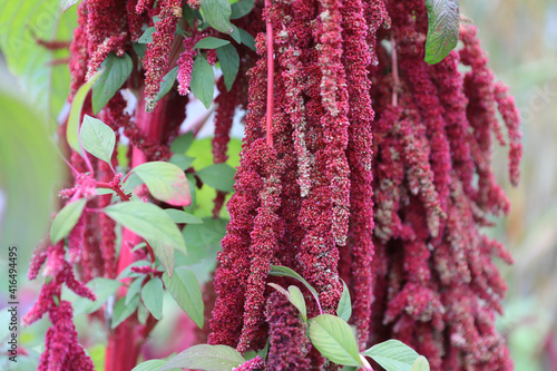 Fuchsschwanz Amaranth photo