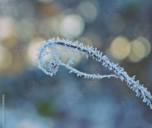 Frost am Ast