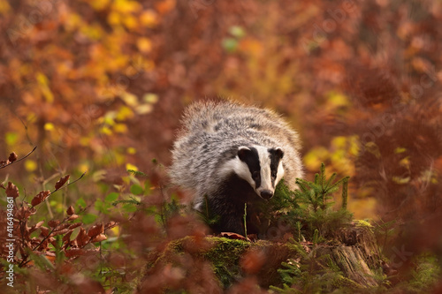 Cute badger in the forest  © Lukas