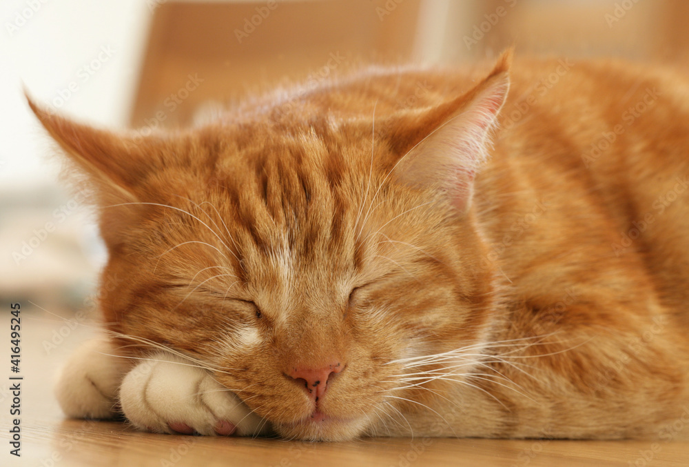 Domestic ginger cat