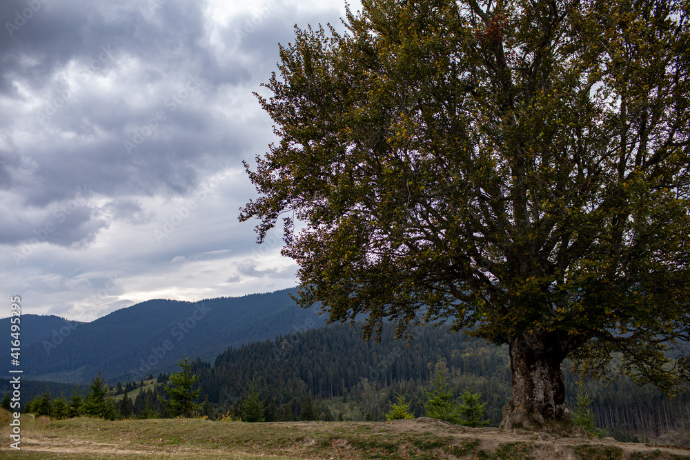 Magnificent view the coniferous forest on the mighty Carpathians Mountains and beautiful cloudy sky background. Beauty of wild virgin Ukrainian nature, Europe. Popular tourist attraction. Magnificent view the coniferous forest on the mighty Carpathians Mountains and beautiful cloudy sky background. Beauty of wild virgin Ukrainian nature, Europe. Popular tourist attraction.