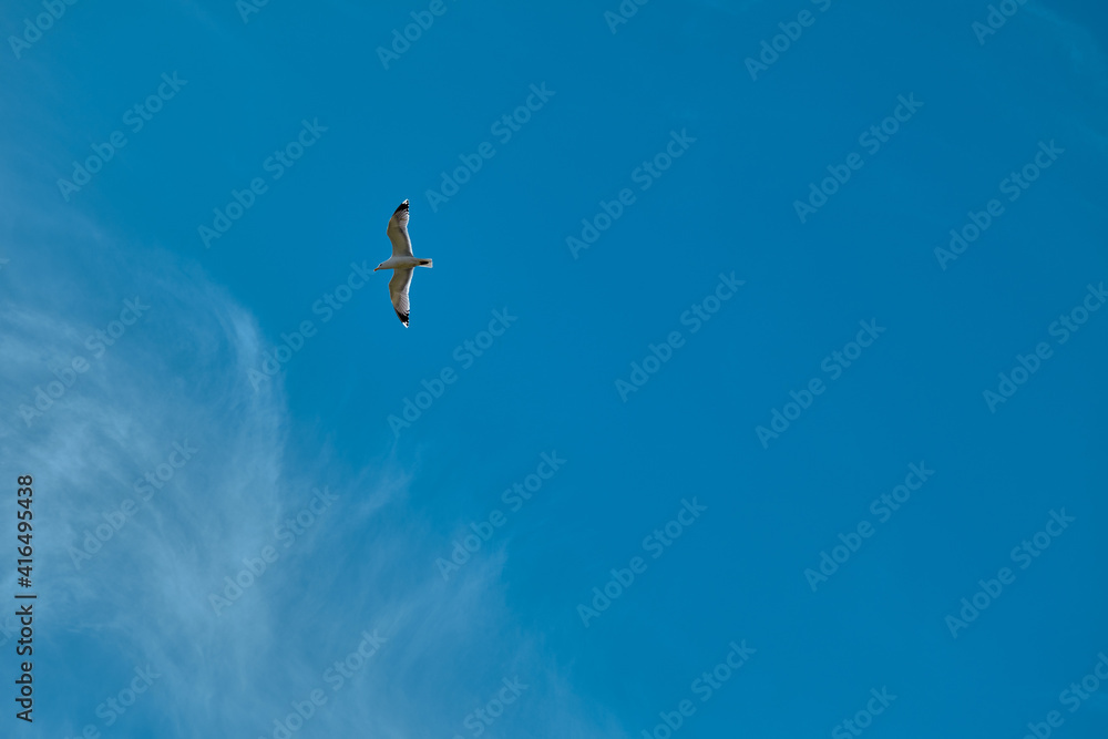 A single birds and seagull is freely flying on bird and open sky A single birds and seagull is freely flying on bird and open sky