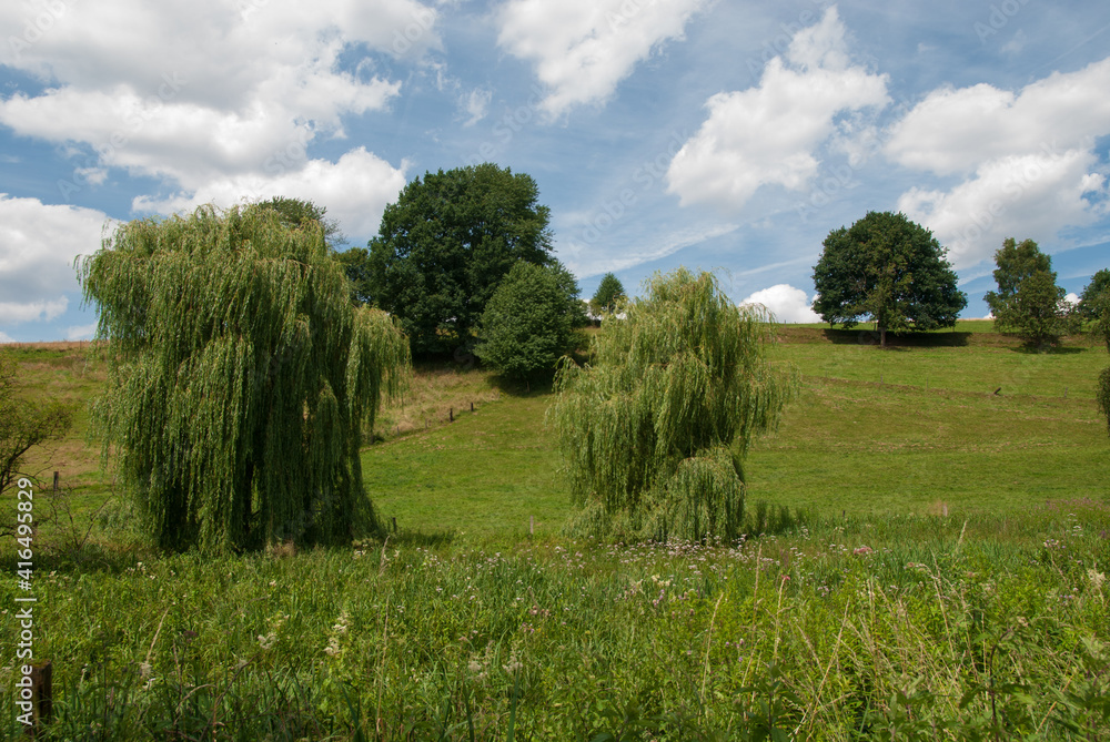 Ansicht von zwei Trauerweiden auf einem bergigen Acker vor blauem und bewölktem Himmel Ansicht von zwei Trauerweiden auf einem bergigen Acker vor blauem und bewölktem Himmel
