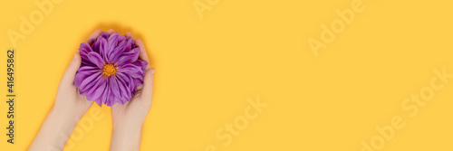 Banner with female hands hold purple dahlia flower head on a yellow background. Sensual composition with copyspace.