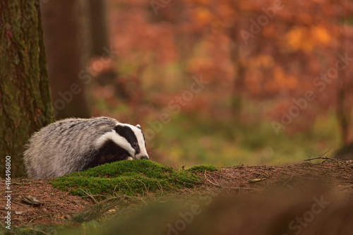 Cute badger in the forest 