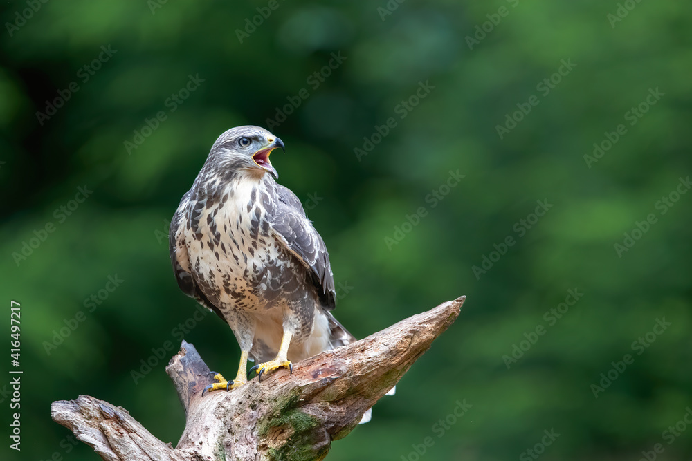 Common Buzzard (Buteo buteo) shouting in the forest of Noord Brabant in the Netherlands. Green forest background Common Buzzard (Buteo buteo) shouting in the forest of Noord Brabant in the Netherlands. Green forest background