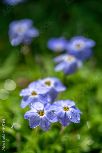 Wallpaper Mural ハナニラの花　春のイメージ Torontodigital.ca