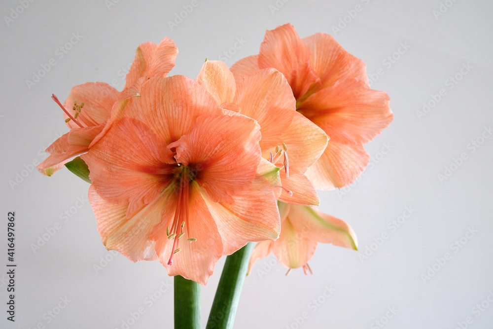 Pink amaryllis flowers against a grey background Pink amaryllis flowers against a grey background