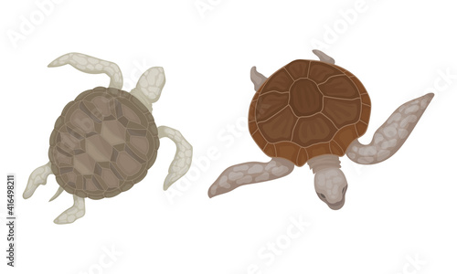 Turtles with Bony Shell as Fresh-water Testudine with Fins Vector Set
