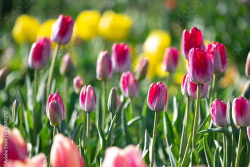 チューリップの花　春のイメージ