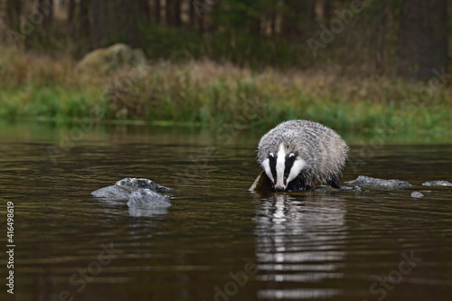 Cute badger in the water 