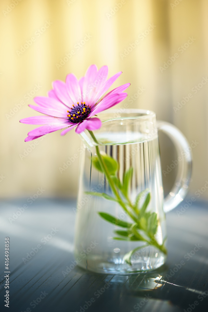 デイジーの花 春のイメージ デイジーの花 春のイメージ