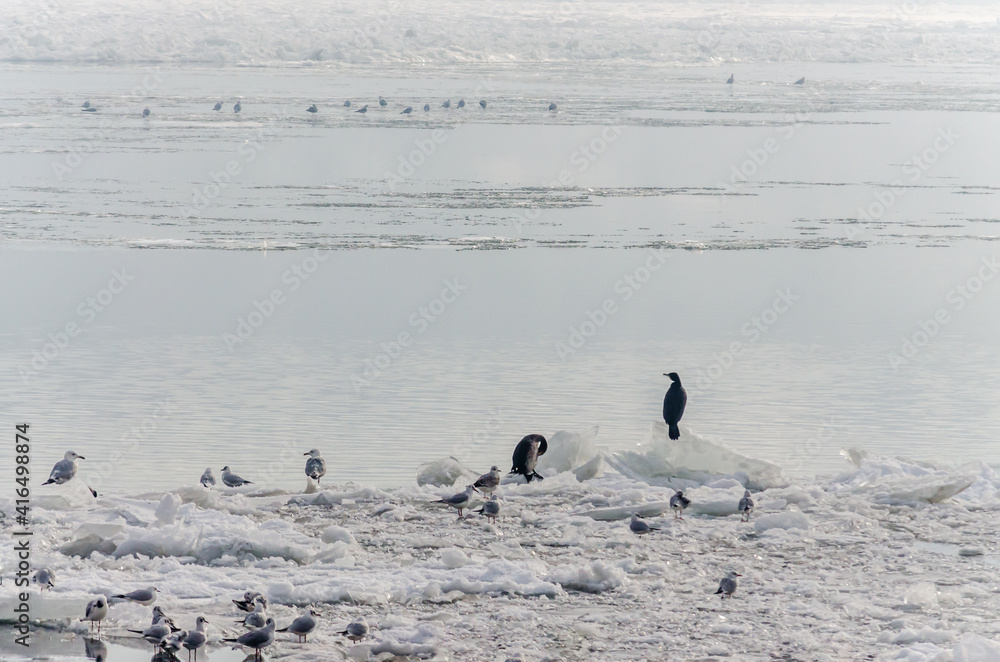 Fototapeta premium A flock of birds on the frozen water of the Danube River below the Petrovaradin Fortress, Vojvodina, Novi Sad, Petrovaradin, Serbia 