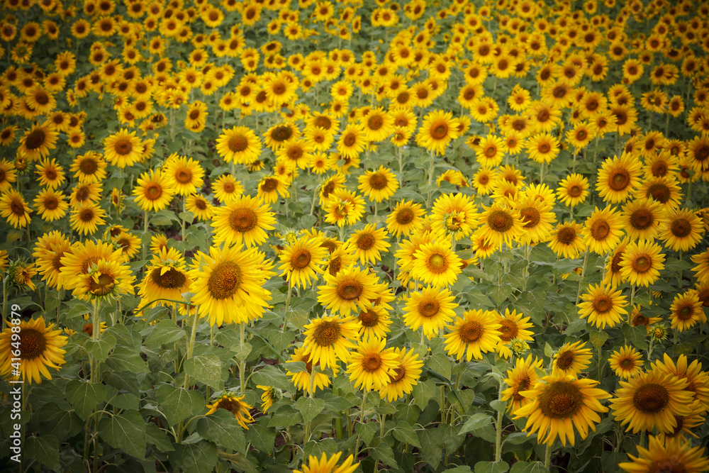 Sunflower field nature scene. Sunflowers. Sunflower field landscape. Sunflower field view Sunflower field nature scene. Sunflowers. Sunflower field landscape. Sunflower field view