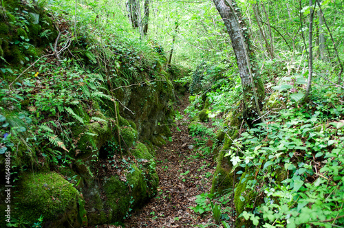 Rocks and Moss on the Path. Julian Alps