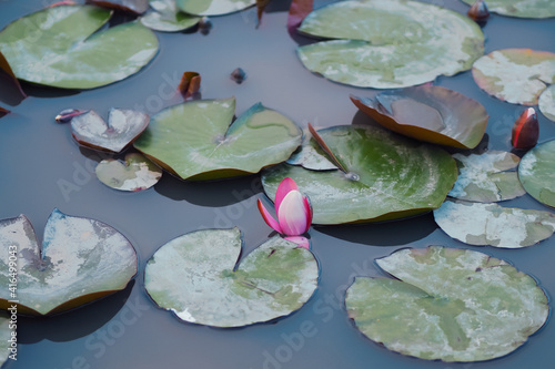 Aqua Lily, lotus Pad Original Floating Water Mat in Windsor Great Park, UK, Cow Pond