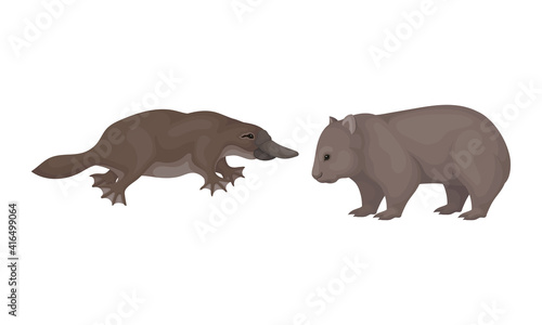 Common Wombat and Duck Billed Platypus as Australian Animals Vector Set