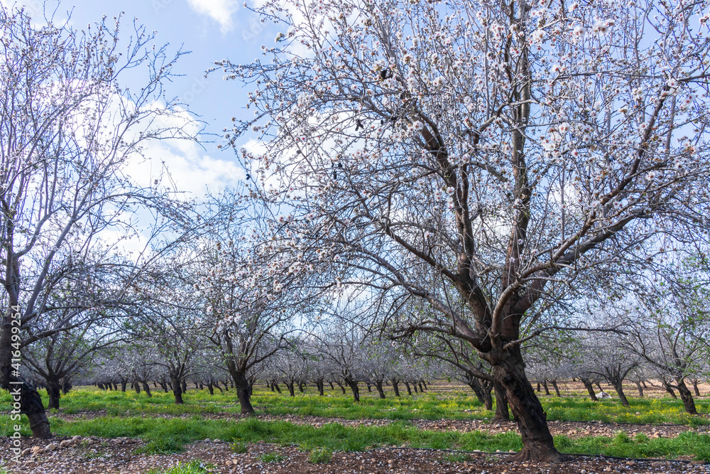 Blooming almond trees in the orchard.