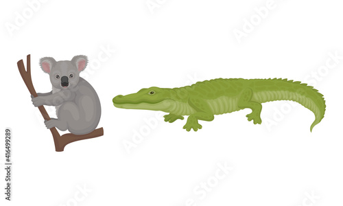 Grey Koala Bear Sitting on Branch and Crocodile as Australian Animals Vector Set