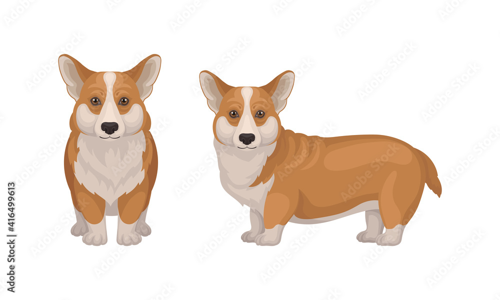 Welsh Corgi Dog with Short Legs in Different Poses Vector Set Welsh Corgi Dog with Short Legs in Different Poses Vector Set