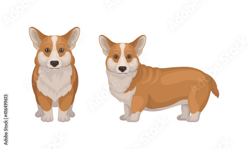 Welsh Corgi Dog with Short Legs in Different Poses Vector Set