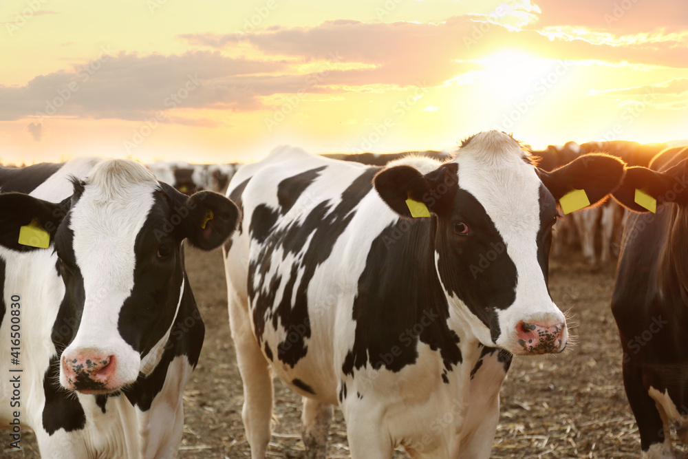 Pretty cows on farm at sunset Animal husbandry Pretty cows on farm at sunset Animal husbandry