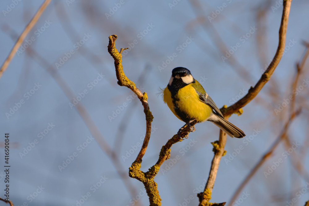 Fototapeta premium Great tit - Parus major on the tree