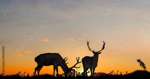 Two red deer at outdoor nature sunset.