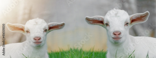 Ziegenbaby - Ziegenlamm	auf grüner Wiese - Ostern Hintergrund Ziege Lamm Baby photo