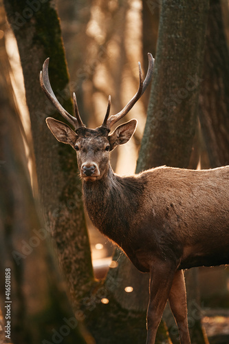 Great adult noble Red Deer with big horns © Creaturart