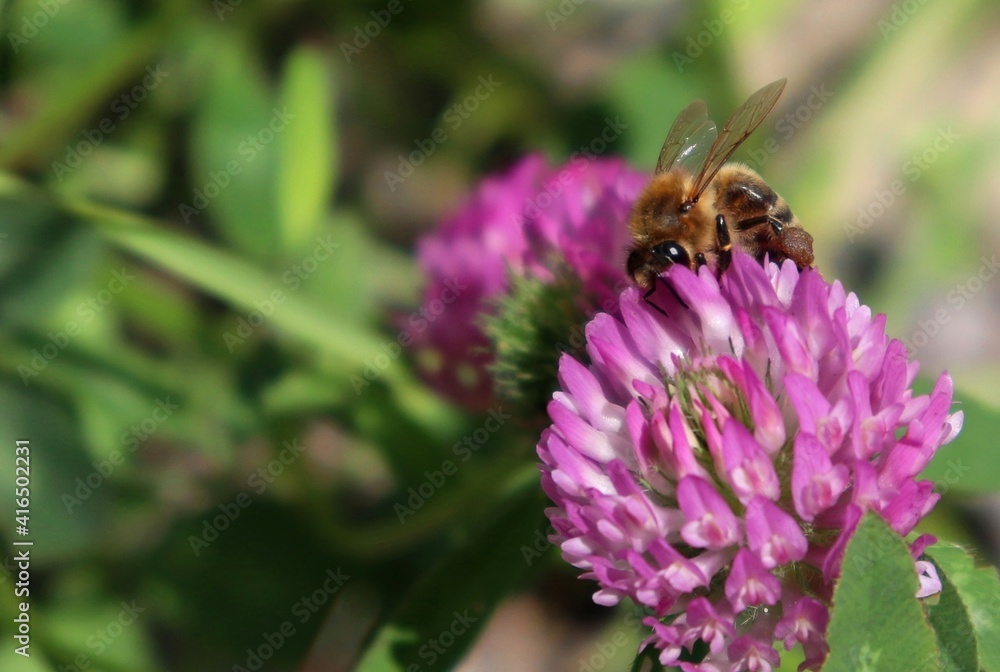 Macro honeybee pollinating purple blooming Clover flower. Apis Mellifera bee on trefoil blossom. Antennae, pollen baskets full. Closeup, detail, bokeh blur background, copy space. Soft selective focus Macro honeybee pollinating purple blooming Clover flower. Apis Mellifera bee on trefoil blossom. Antennae, pollen baskets full. Closeup, detail, bokeh blur background, copy space. Soft selective focus