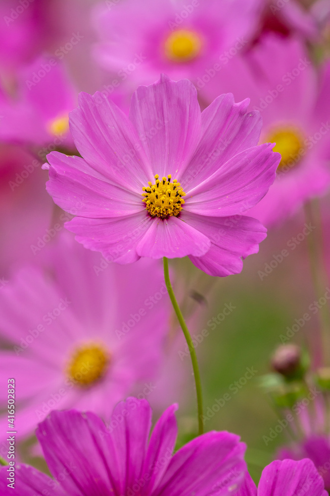 コスモスの花 秋のイメージ コスモスの花 秋のイメージ