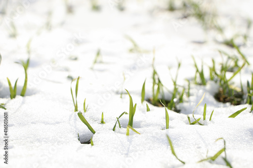 Green grass growing through snow on sunny day, closeup © New Africa