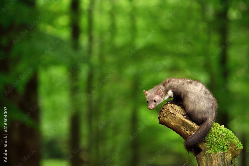 Marten in the forest Marten in the forest