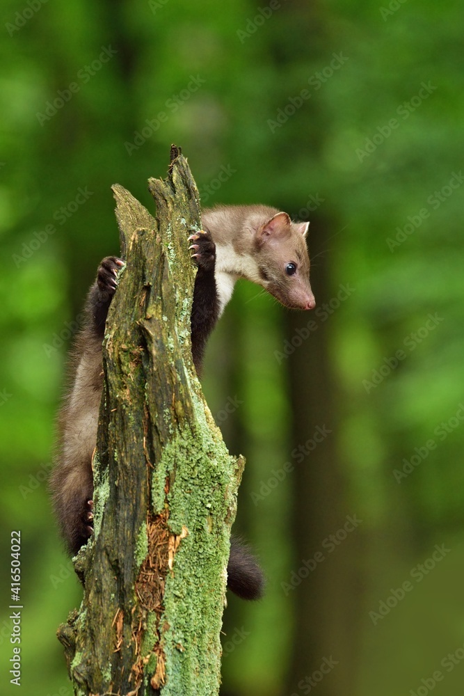 Marten in the forest 