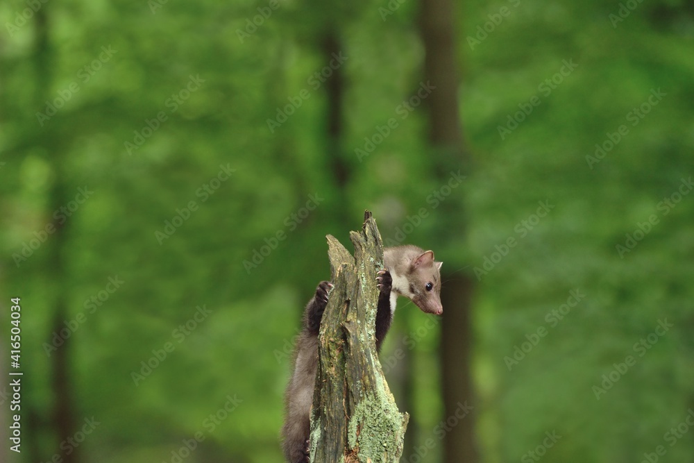 Marten in the forest 