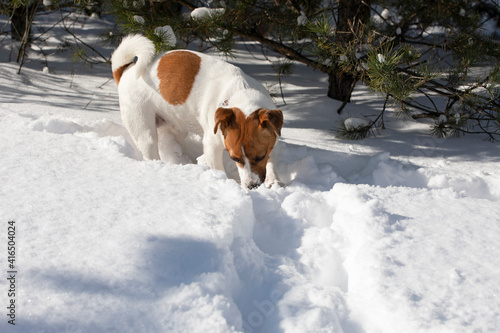 jack russell terrier looking for the trail of the animal in a snowdrift in the forest