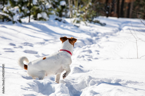 back Jack Russell Terrier hunting in snow drifts in a rack in the forest, horizontal,