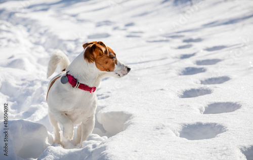 jack russell terrier hunting in the snow in a rack in the forest, horizontal,