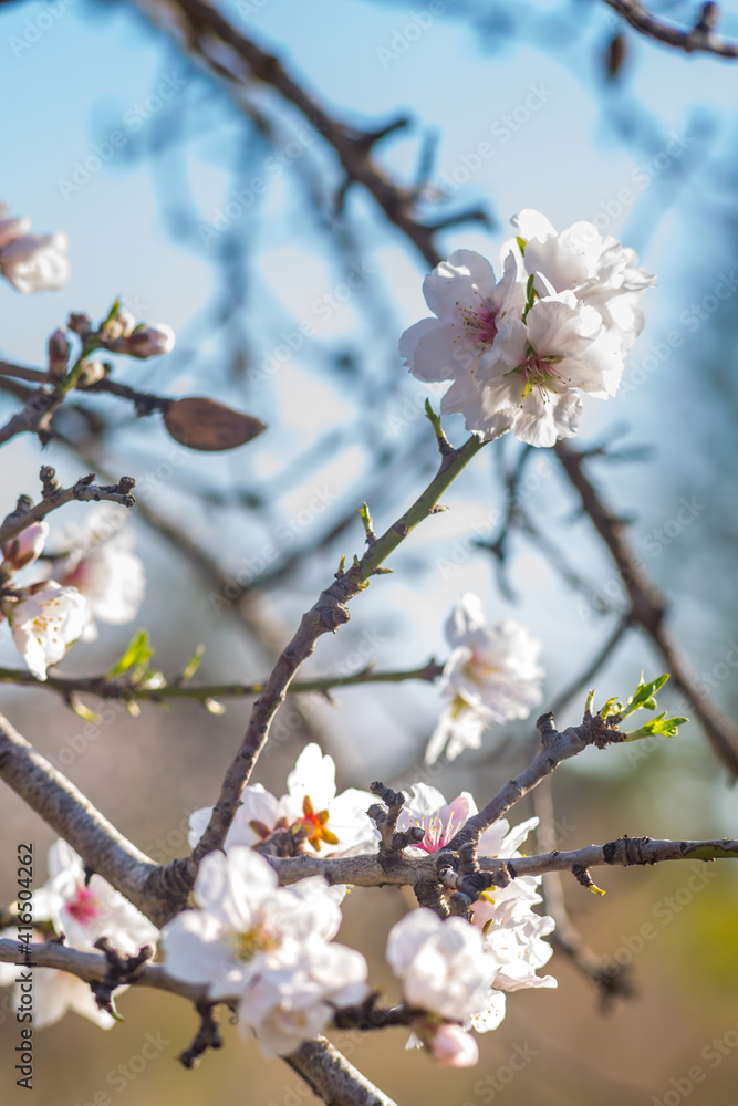 Almond blossom, Spain