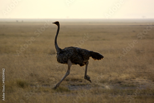  Amboseli - Two-toed ostrich (female)