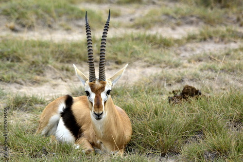 Fotografie Amboseli - Thomson's Gazelle