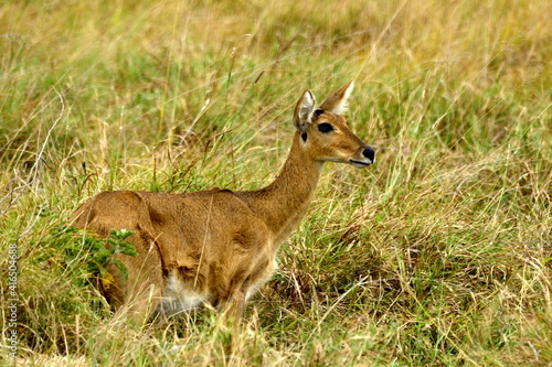 Amboseli - Bahnivec severn  