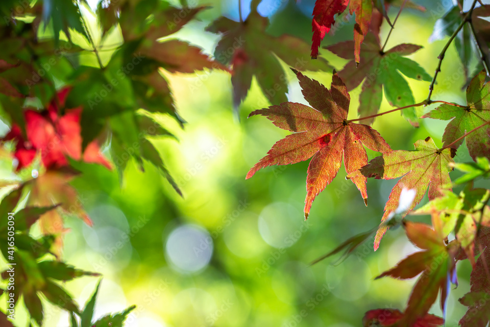 Fototapeta premium 紅葉 秋のイメージ