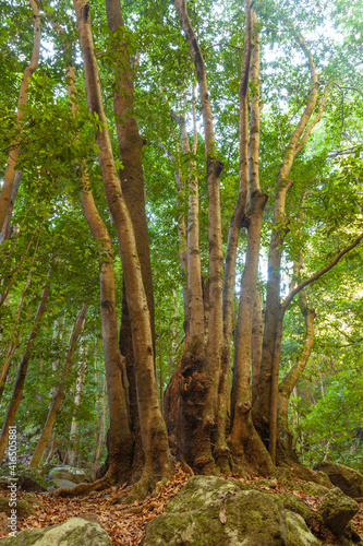 Trunks of trees in a linden forest on the island of La Palma, Canary Islands, Spain, next to the Nacientes de Marcos y Cordero, and National Park of Caldera de Taburiente.