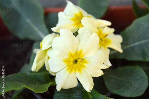 yellow blooming primula, primrose, close up