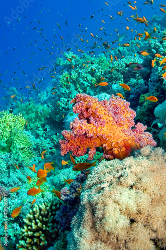 Fototapeta Naklejka Na Ścianę i Meble -  Coral Reef Underwater Landscape, Coral Reef, Red Sea, Egypt, Africa