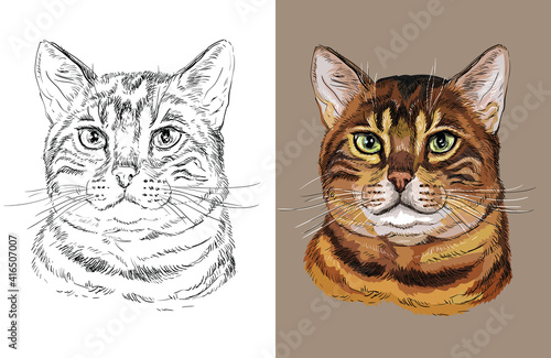 Fototapeta Naklejka Na Ścianę i Meble -  Hand drawn head of cute Bengal cat. Vector black and white and colorful isolated illustration of horse. For decoration, coloring book, design, prints, posters, postcards, stickers, tattoo, t-shirt