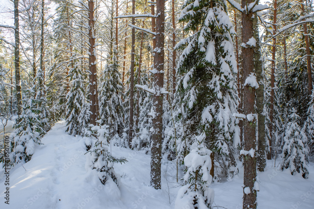 Scenic landscape of winter forest. Trees covered by snow. Scenic landscape of winter forest. Trees covered by snow.